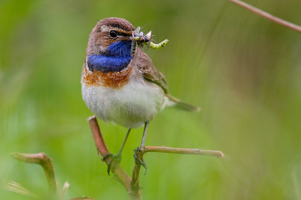 blauwborst Geert de Vries Het Drentse Landschap